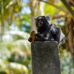 bora bora receptivo praia dos carneiros pernambuco - arthur turismo porto de galinhas (3)